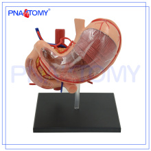 PNT-0458 Hot sale human stomach biology model